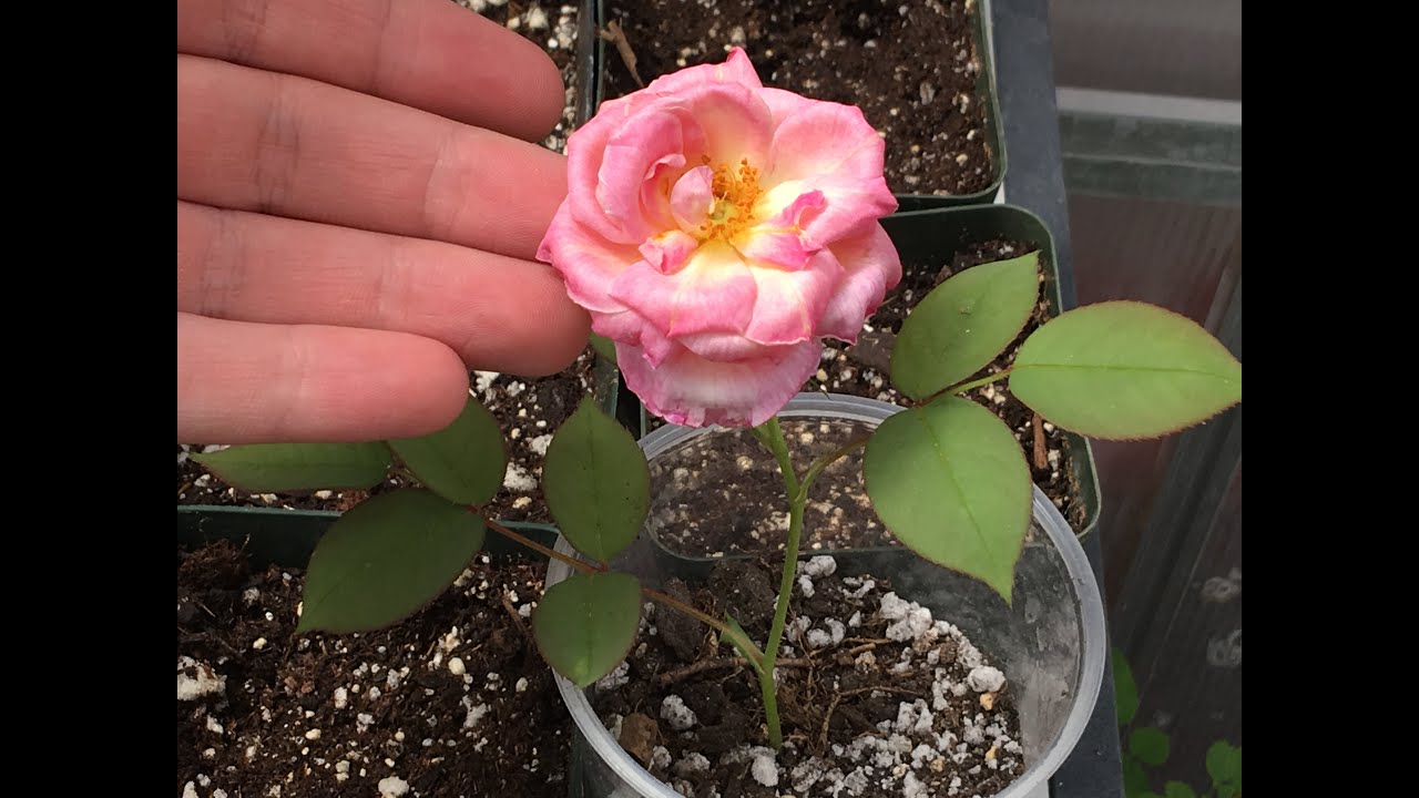 Growing Roses From Seed: Final Update