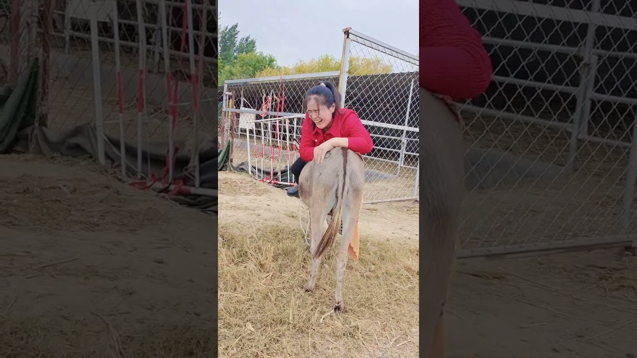 Funny Moments !! Training and Riding Donkeys !! 1114