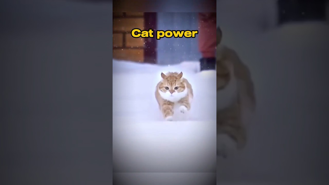 Cat power 🐈+🐾+💪. 