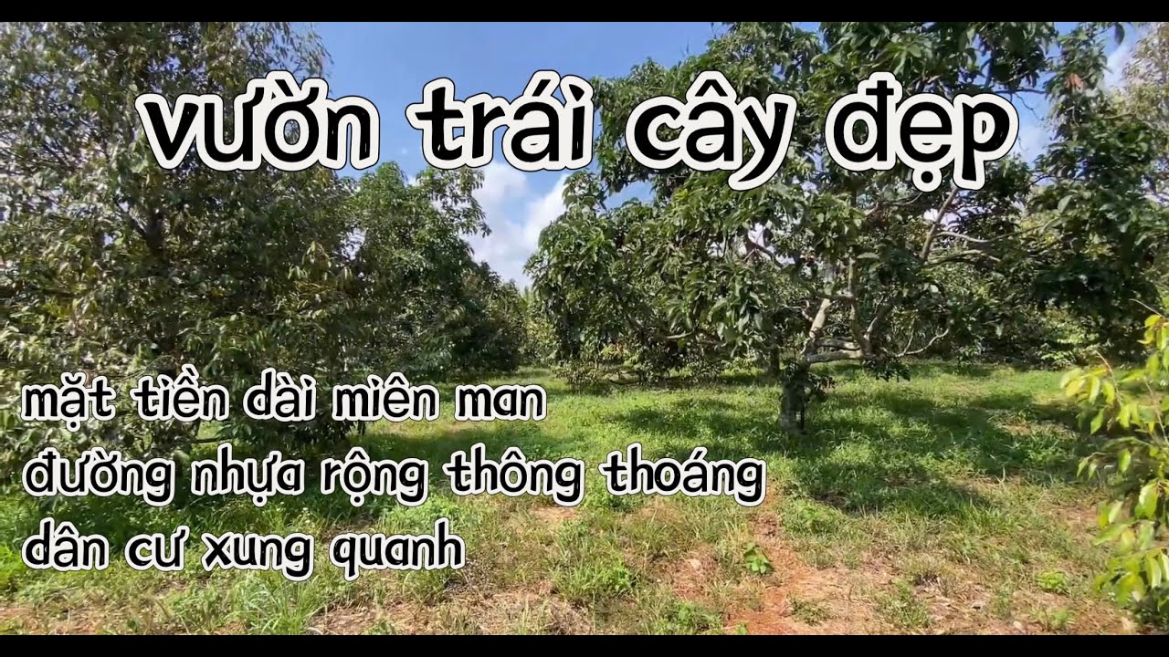 Anh Minh hạ giá thấp để bán nhanh mãnh vườn trái cây sầu riêng, bơ, măng cụt với giá thấp nhất