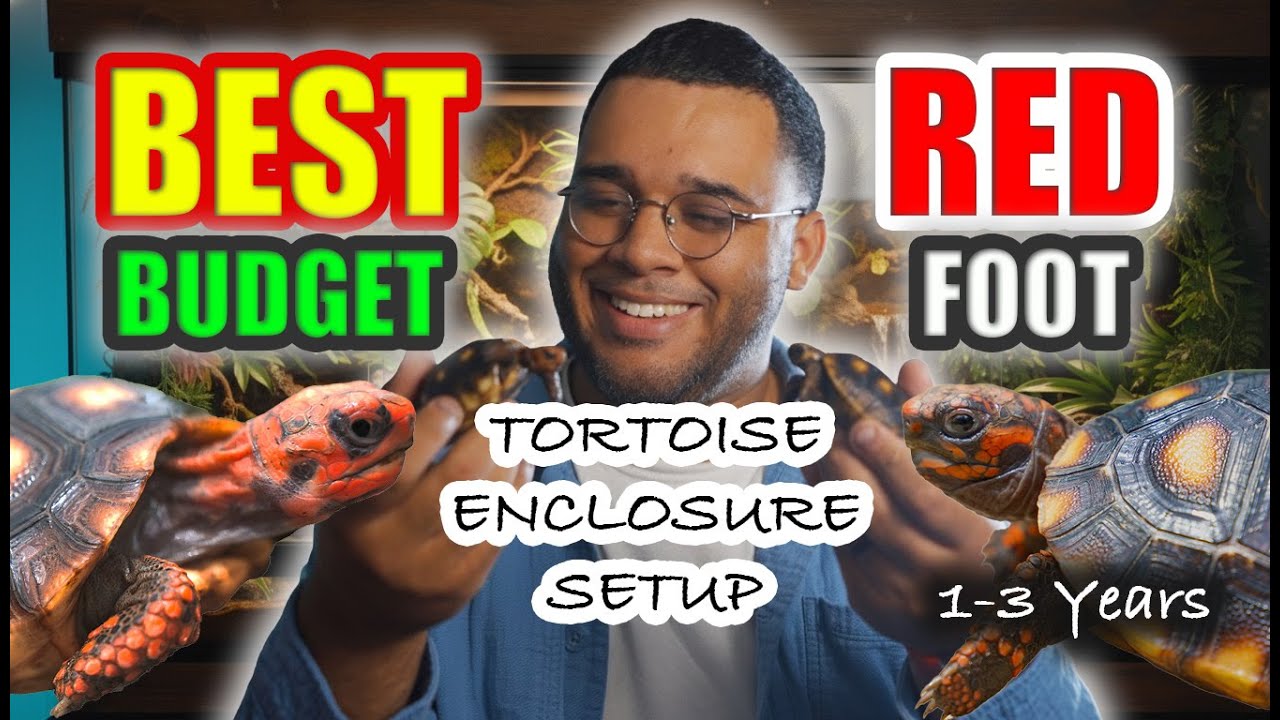 Before You BUY a Red Foot Tortoise BUY THIS!