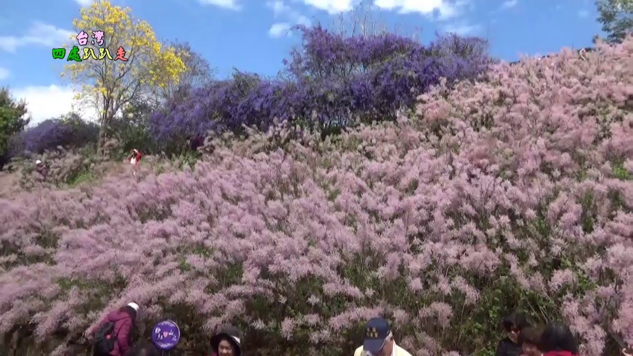 台灣四處趴趴走 2025南投中寮粉紅山丘麝香木花海大爆開