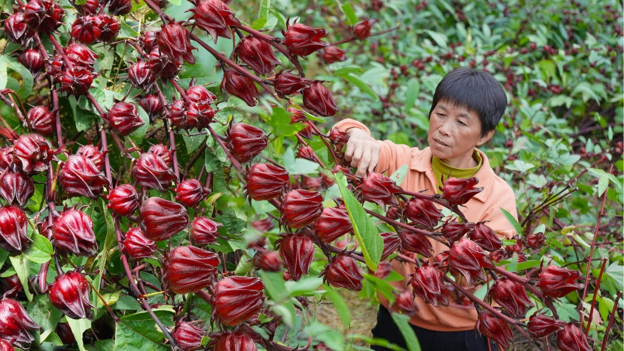 一串串洛神花红艳巨酸，做果酱炖秋梨，烤裂纹包和蛋奶皮吃｜Roselle