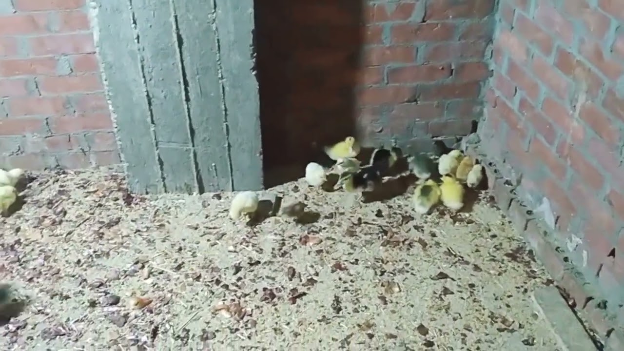 جربي تربي الطيور مع بعض بتبقى جميله قوي و بيكبروا بسرعه وعن تجربه 🐤🦆