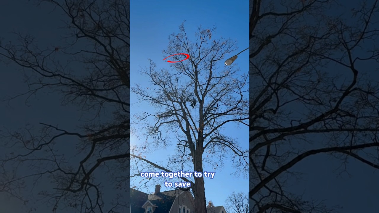 Epic #Rescue of a #Cat #Stuck in a #Tree for 6 Days. #animalrescue