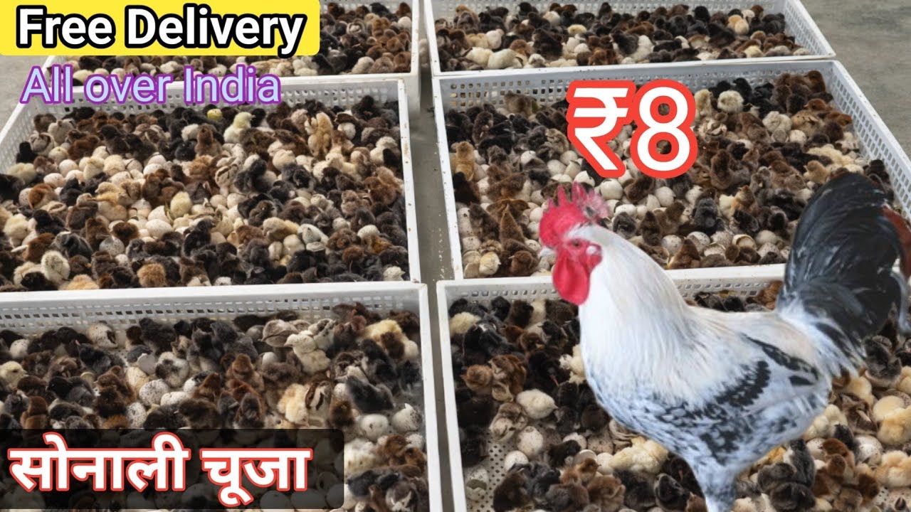 High-Quality Sonali chicks! Only Male Available _WHOLESALE Rate-WhatsApp_+91-89213 76740