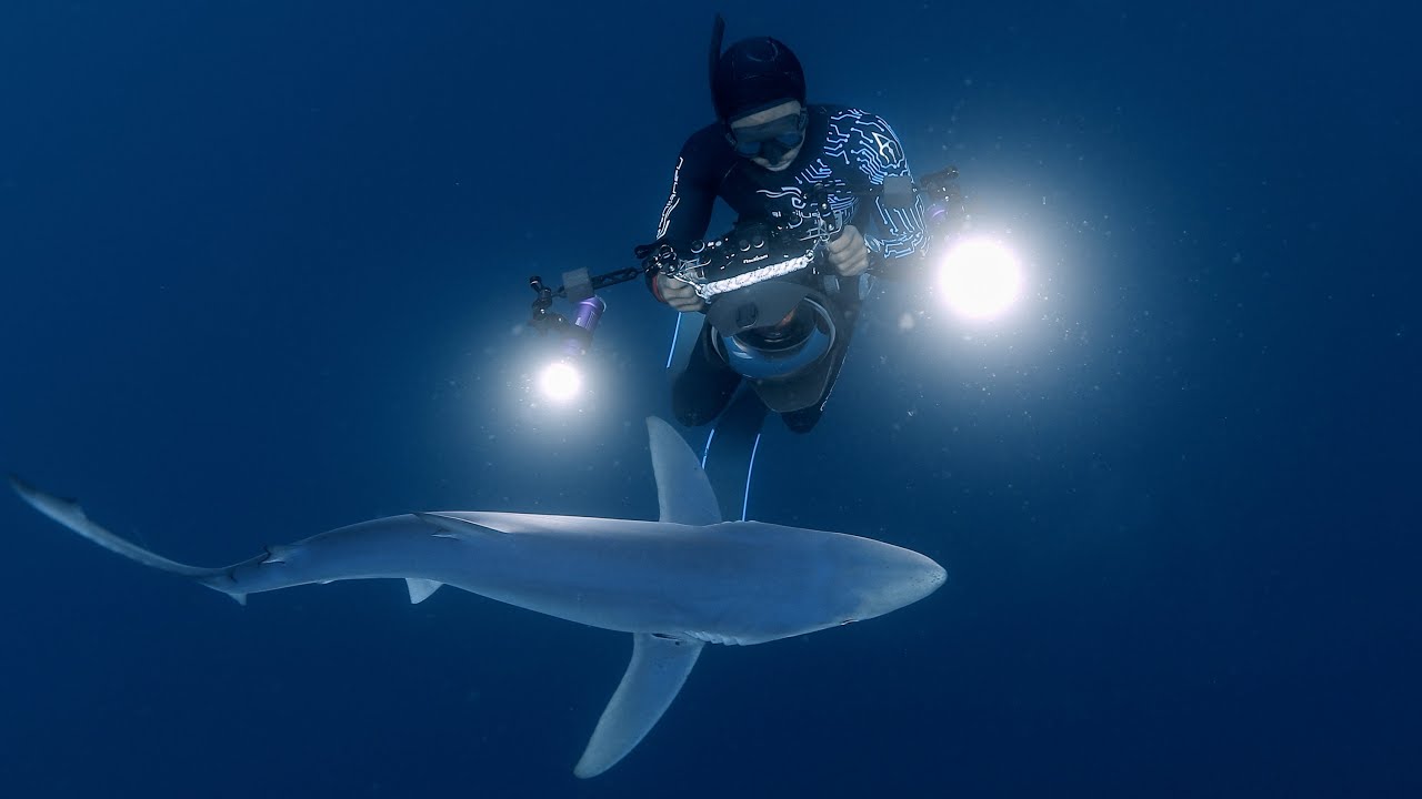 Sharks of South Africa with Karmagawa