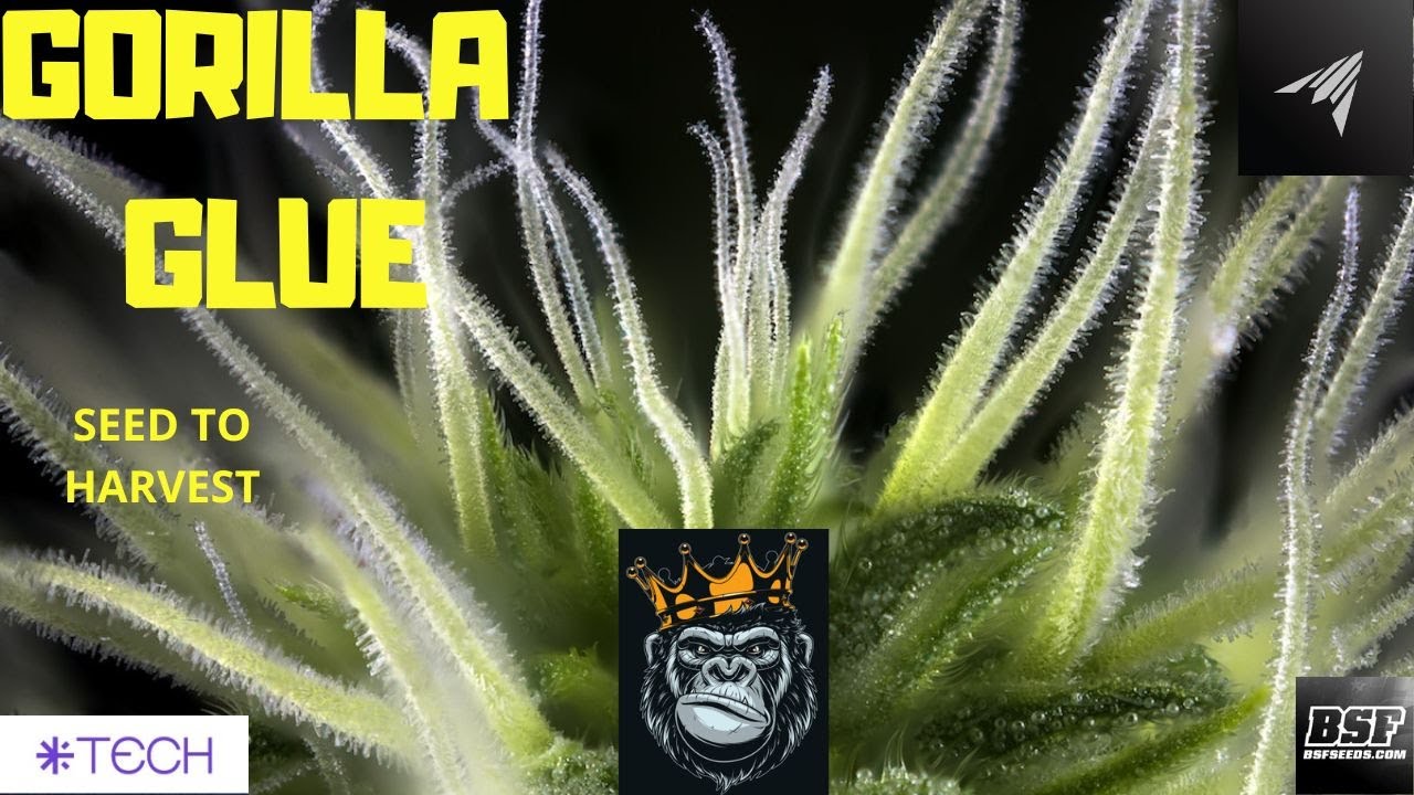 GORILLA GLUE CULTIVO ORGANICOS AS ALWAYS BSF SEEDS
