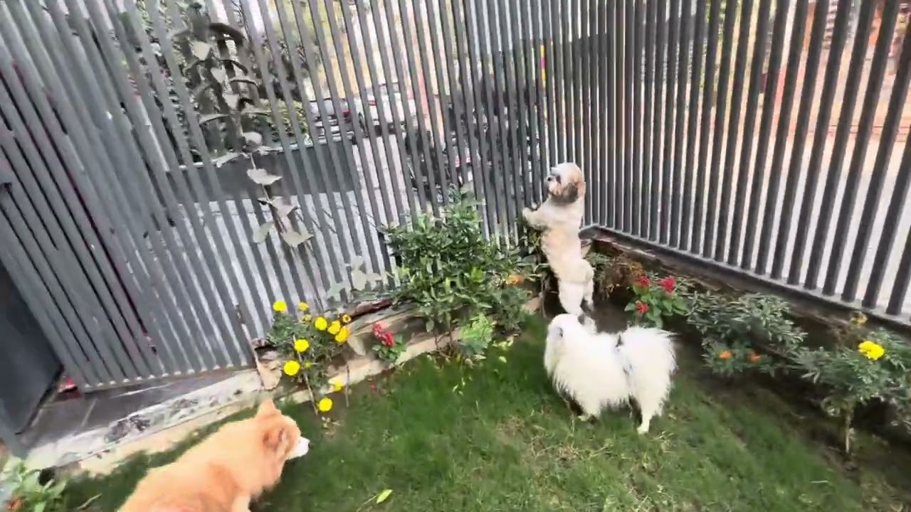 Spending time with dogs❤️