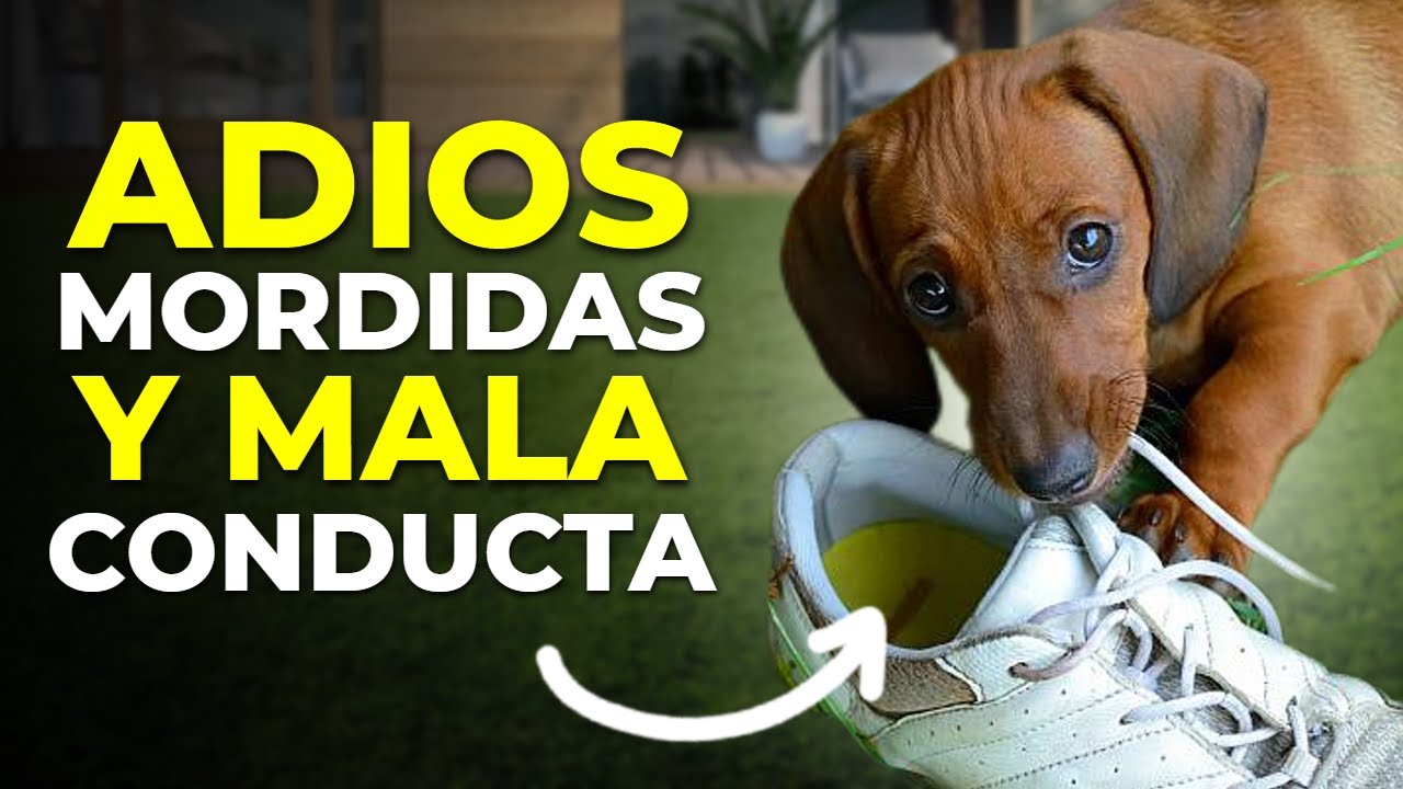 Dile ADIOS a las Mordidas, Malas Conductas y Destrozos de Tu Teckel