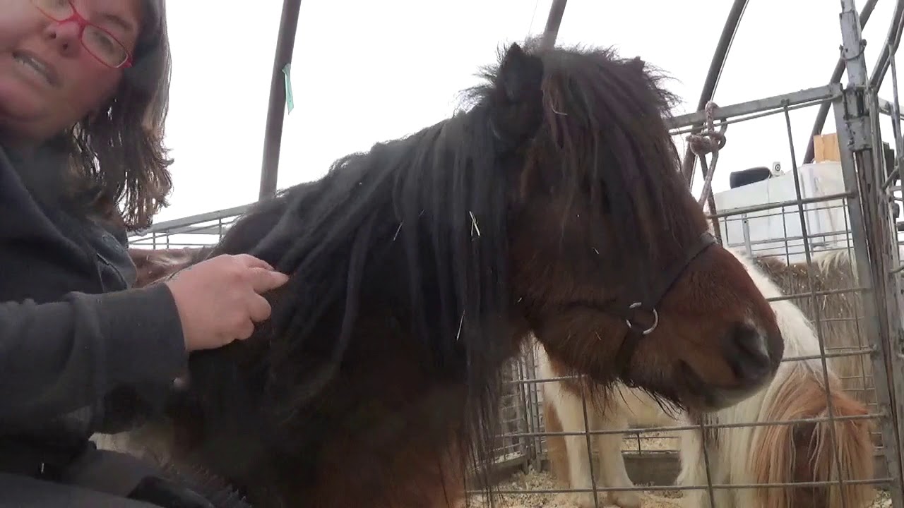 Miniature Horse Grooming - Wind Knots