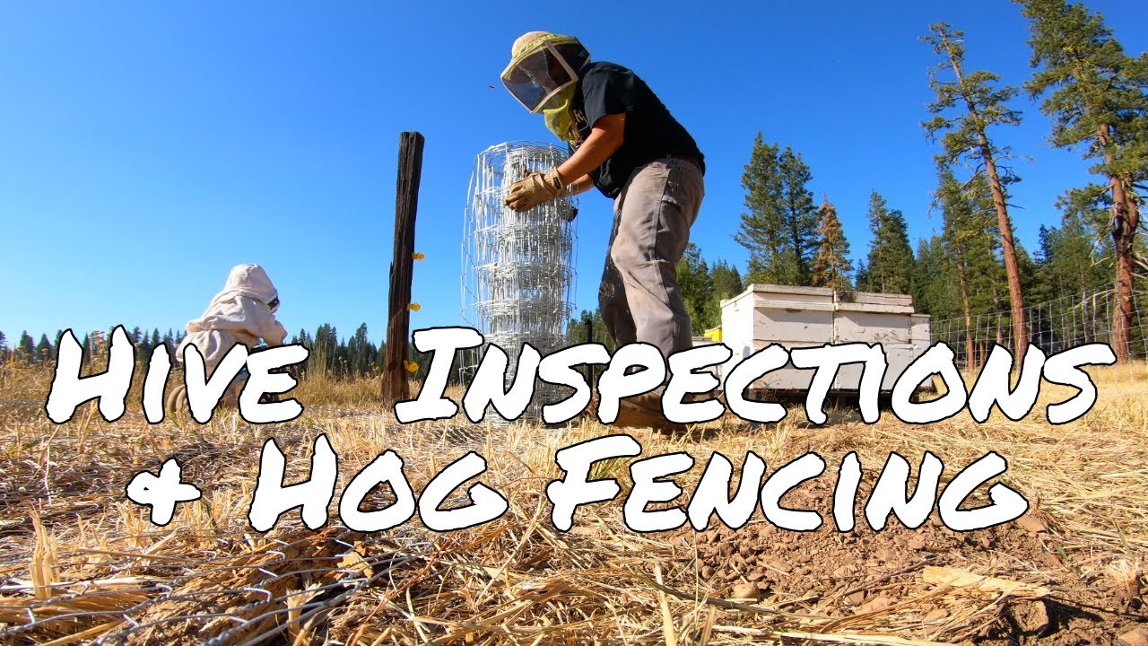 Bee Hive Inspections and Electric Bear Fence Upgrade Using Hog Wire