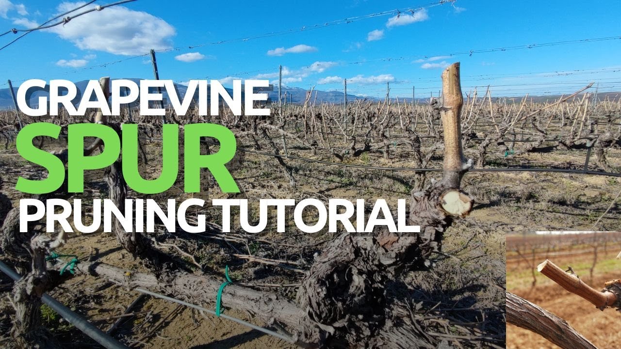How To PRUNE Grapevines - The Spur Pruning Method (2025)