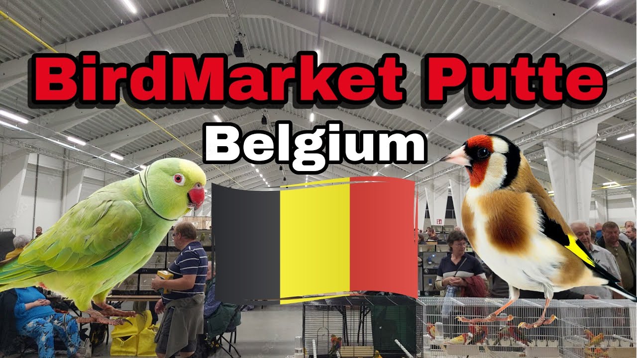 Birdmarket Putte, Belgium 21 September #vogelmarkt #birdmarket #birds #birdspecies #finches #parrots