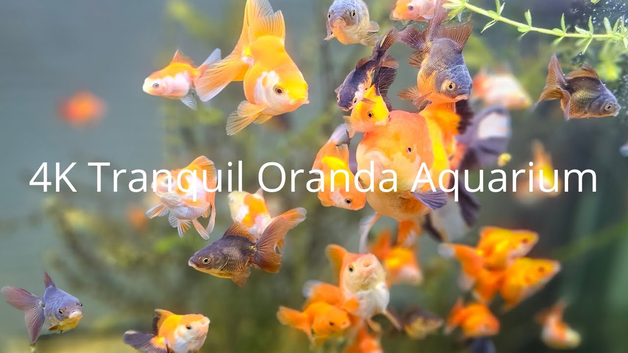 4K Tranquil Oranda Aquarium Water Sounds Only