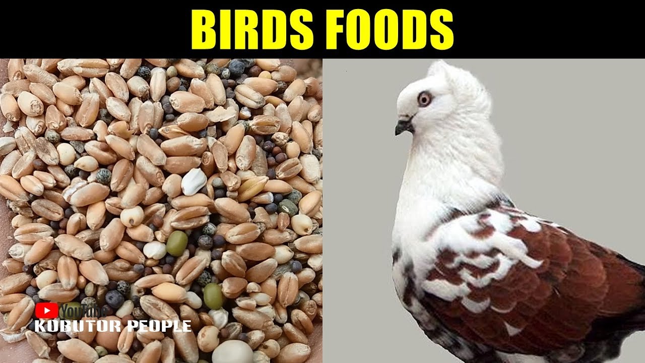 Pigeon Food | Best Pigeons Mix Feed & Food | Bird Foods Collection | Pigeon Video | Bangladesh | #36