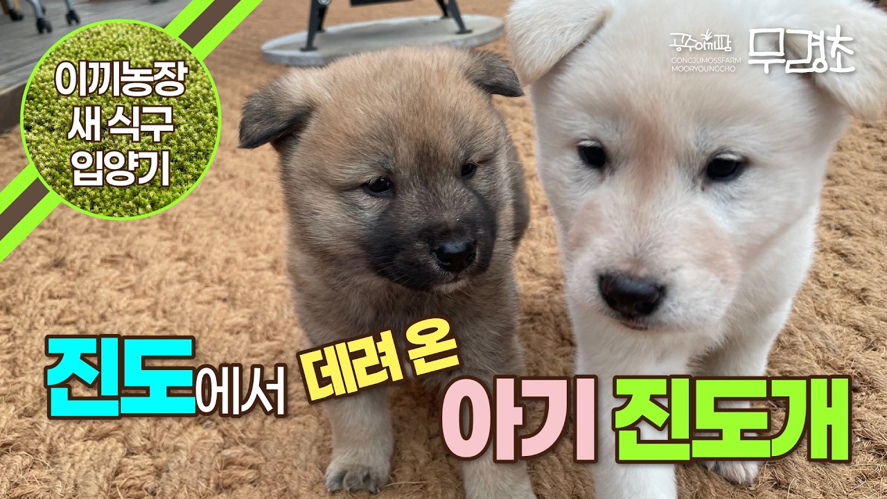 왕복 500km, 공주에서 진도까지. 설렘 가득했던 아기 진돗개 입양기