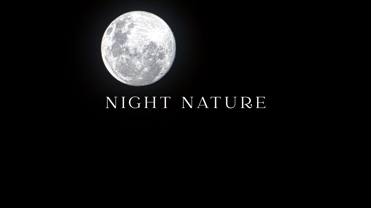 Night Nature Sounds 🌑| Cicadas & Jungle Ambience for Deep Sleep  