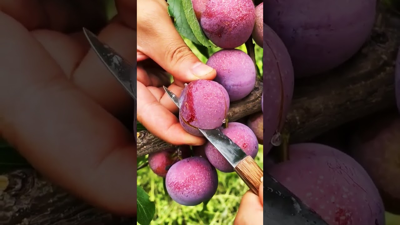 Why Plum Fruit is the Ultimate Superfood