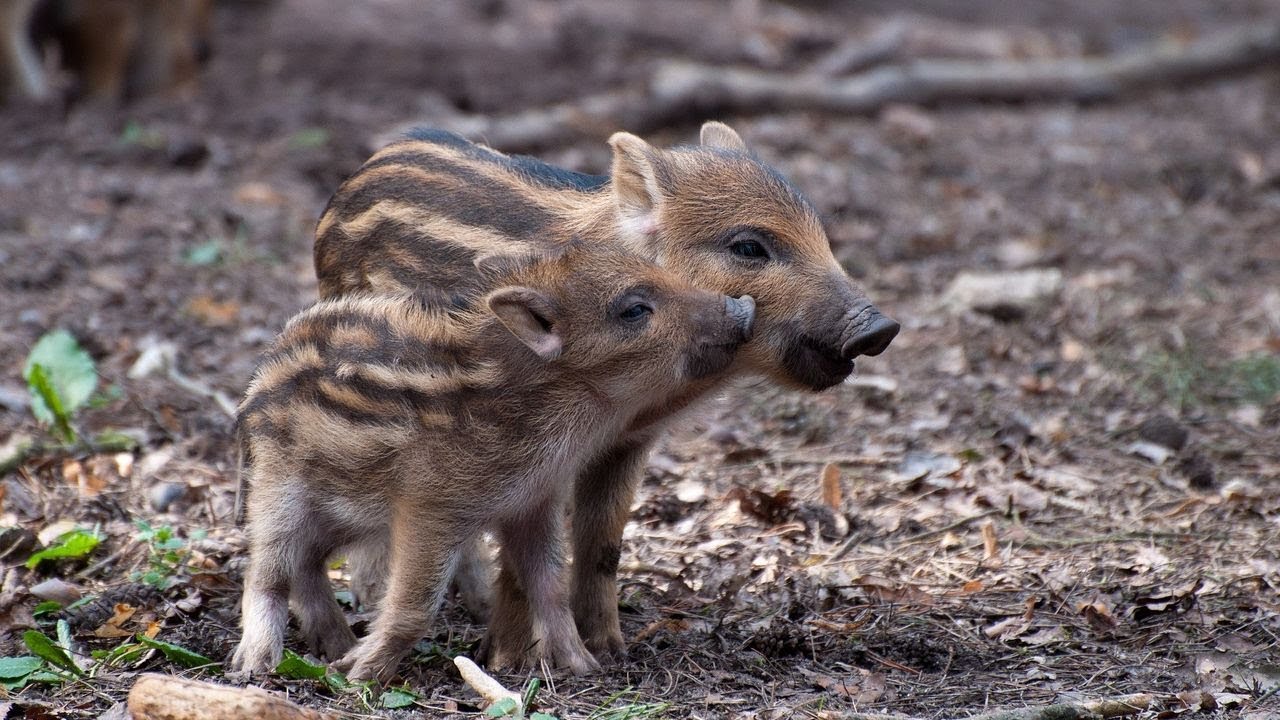 Co dělat, když potkáte divočáka? Poradí šéf pražské záchranné stanice pro volně žijící zvířata