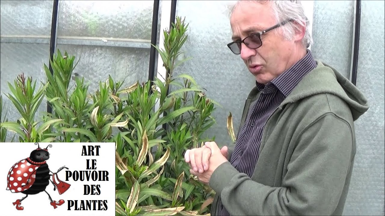 Jardinage: Taille et entretien: Coup de gel sur mon Laurier rose: Plante vivace