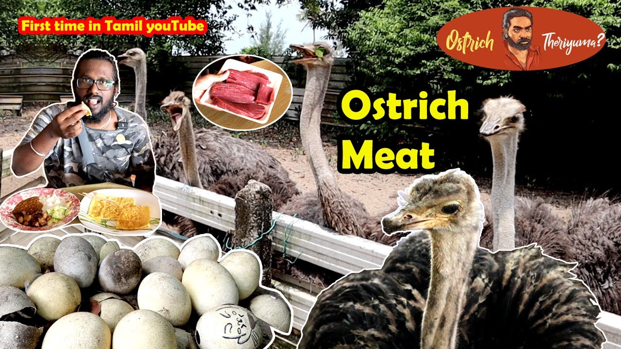 First time in Tamil - Ostrich meat eating | தீக்கோழி இறைச்சி | Full tour with KartiXplorer - KX48