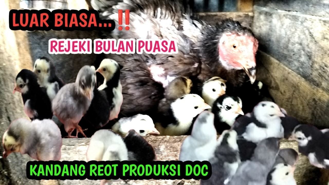 LUAR BIASA ‼️ REJEKI DIBULAN PUASA INDUKKAN AYAM BANGKOK MENETASKAN DOCNYA DIKANDANG REOT