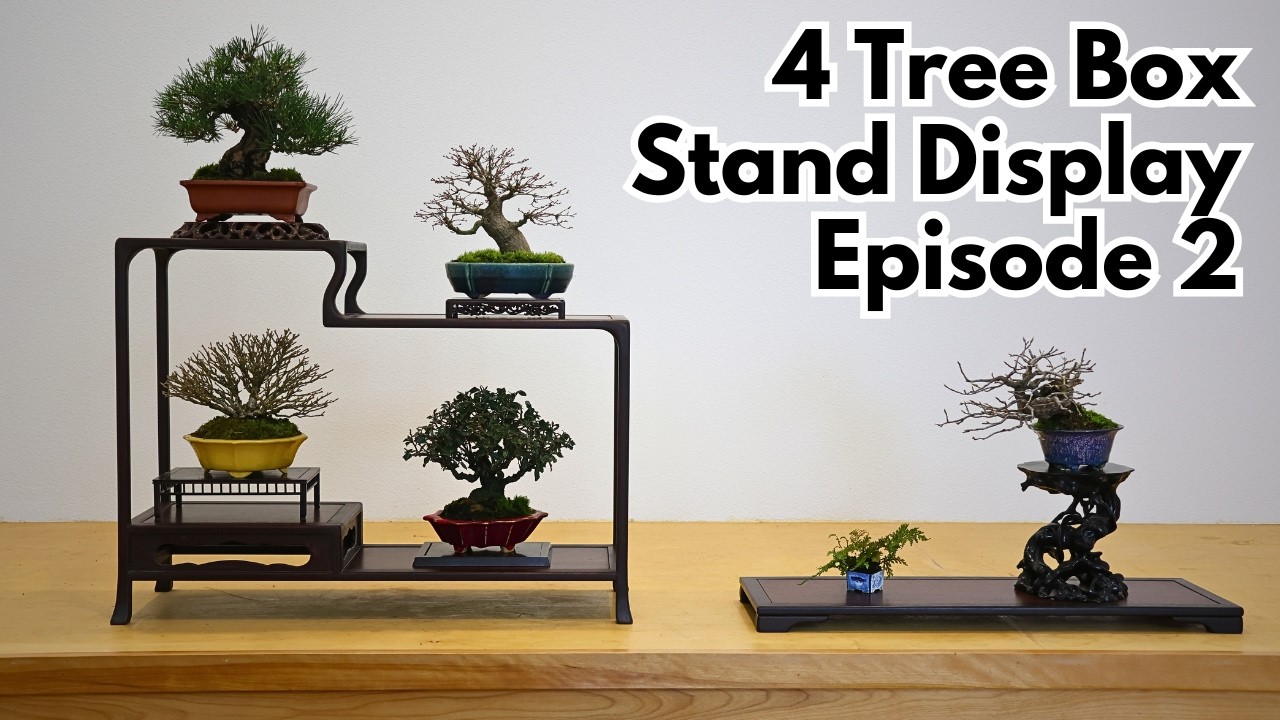 4 Tree Box Stand Display (Rokko Kazari) Episode 2 - ANATOMY OF A SHOHIN BONSAI DISPLAY