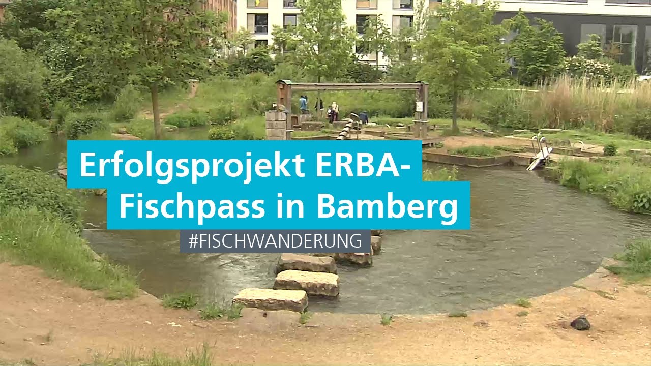 Erfolgsprojekt der Fischwanderung: ERBA-Fischpass Bamberg