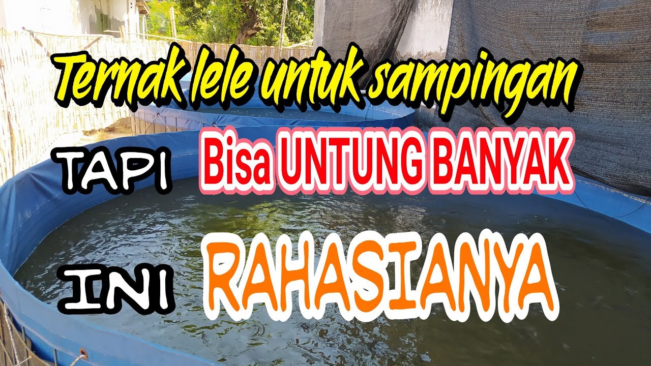Rahasia Ternak Lele Agar Untung Banyak || Usaha Sampingan Ternak Lele