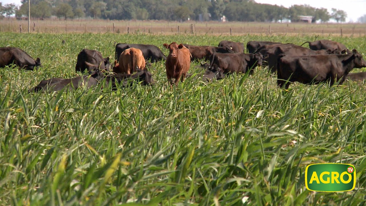 El sorgo fortalece la cría en la Cuenca del Salado (#828 2019-06-15)