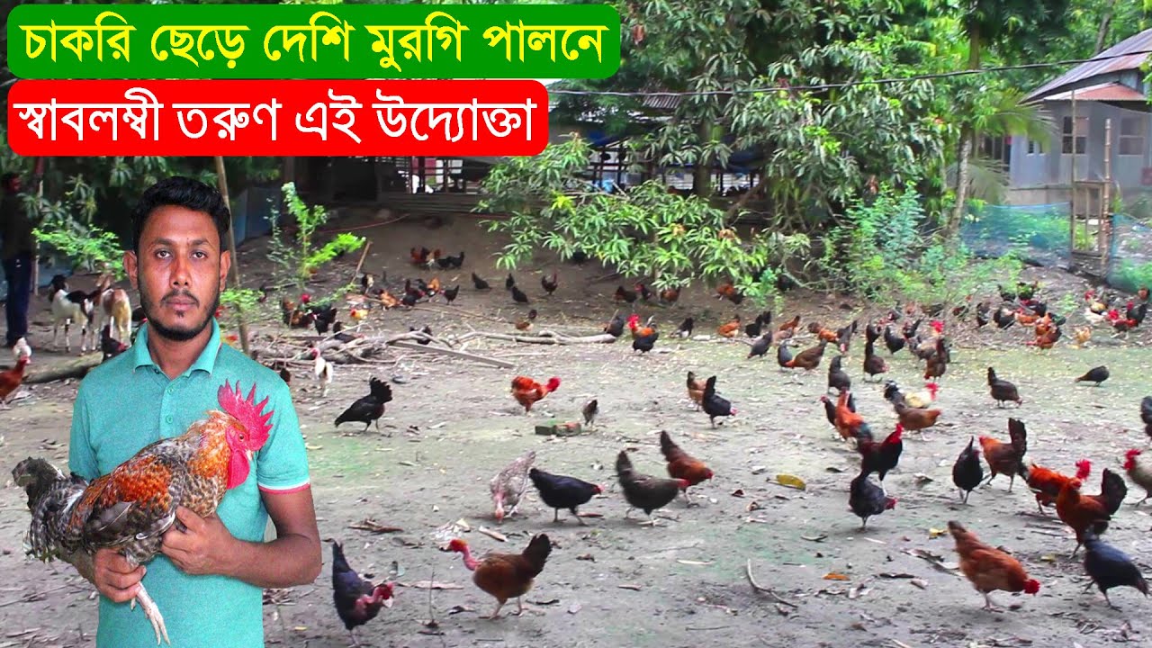 চাকরি ছেড়ে দেশি মুরগি পালন করে নিজেকে স্বাবলম্বী মনে করছেন এই খামারি | দেশি মুরগি খামার। Murgi Palan