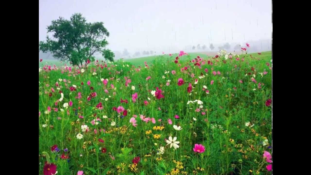 Игорь Тальков. Летний дождь.    Summer rain.