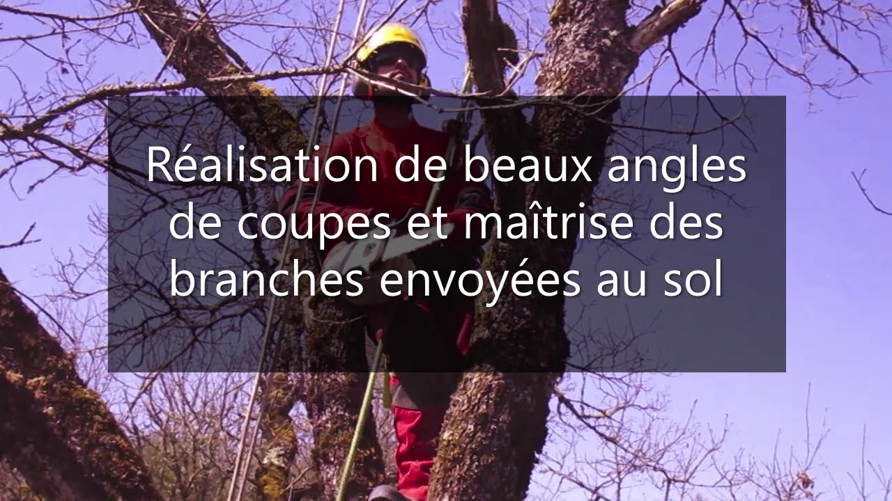 Pierre l'élagueur de Bourgogne : Taille raisonnée d'un chêne