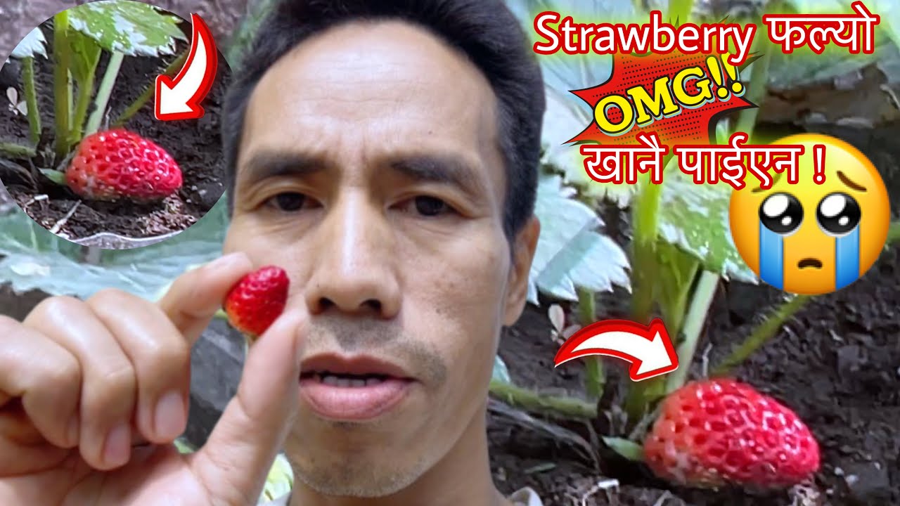 Strawberry ले Scam हान्यो 😁😁