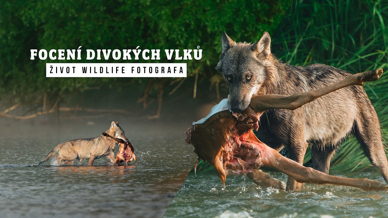 5 NEJLEPŠÍCH FOTEK DIVOKÝCH VLKŮ