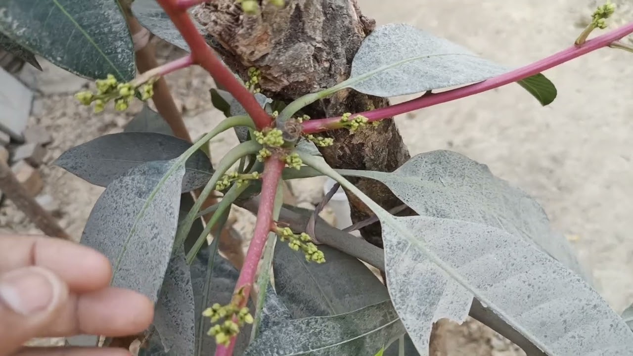 আমের মুকুল সম্পর্কে কিছু কথা