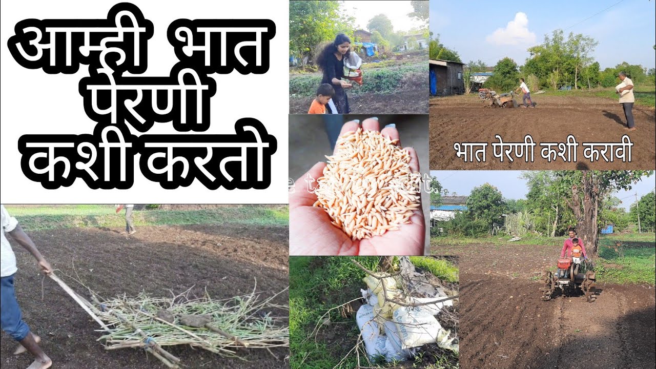 आम्ही भात पेरणी कशी करतो /पेरणी कशी केली जाते / भात पेरणी /भात शेती