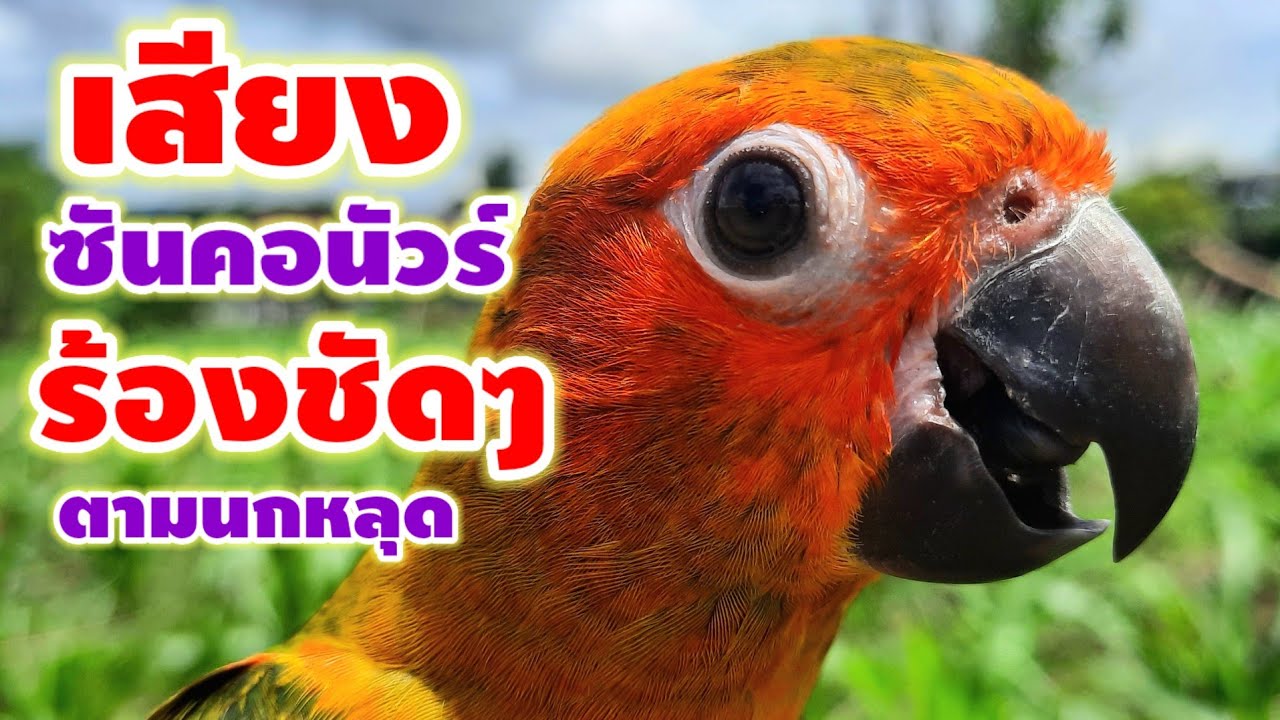 เสียงนกแก้วซันคอนัวร์ร้องใช้ตามนกหลุดหาย ได้ผล100%