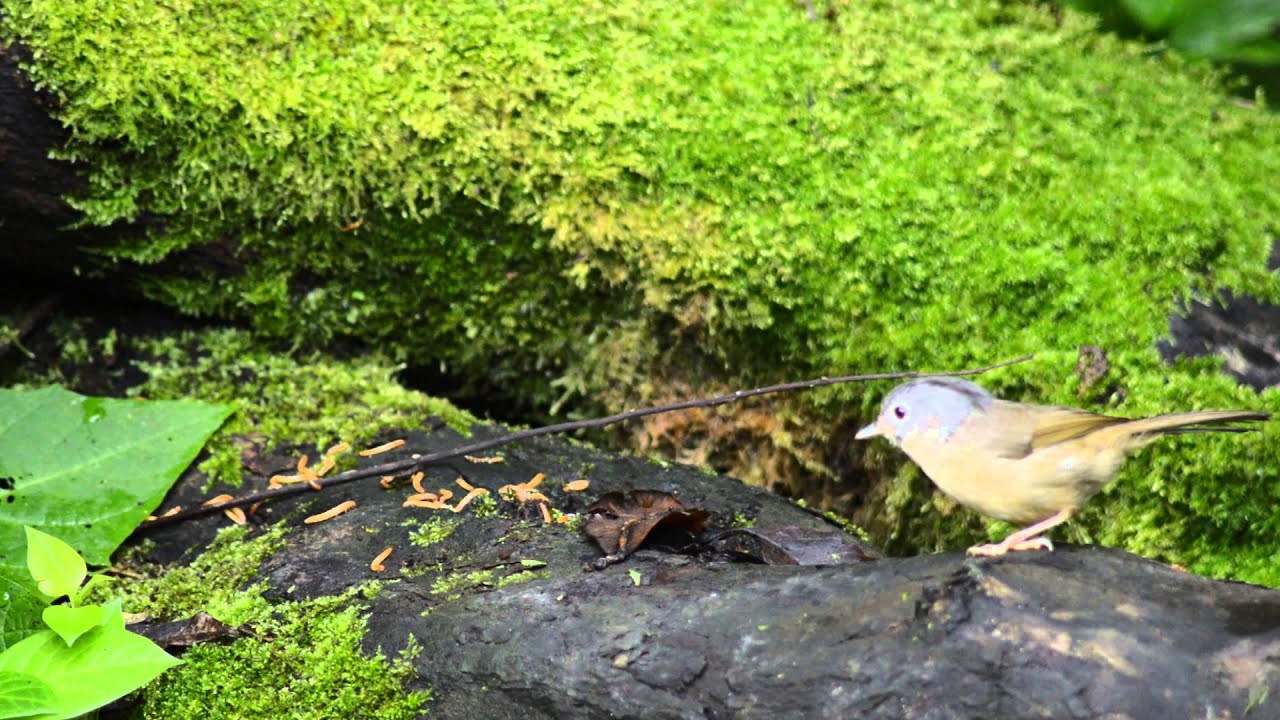 Grey-cheeked Fulvetta (Alcippe morrisonia)