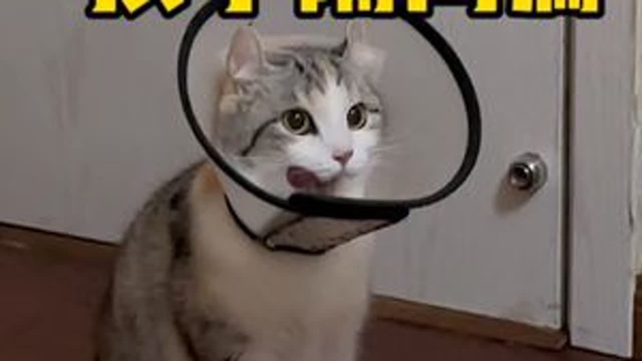 冬季是猫咪肠胃炎和尿闭的高发季节。一定要注意给猫咪们保暖哦～#小猫都有被好好爱着 #猫咪绝育 #猫咪肠胃炎 #猫咪尿闭 #卷耳猫花卷