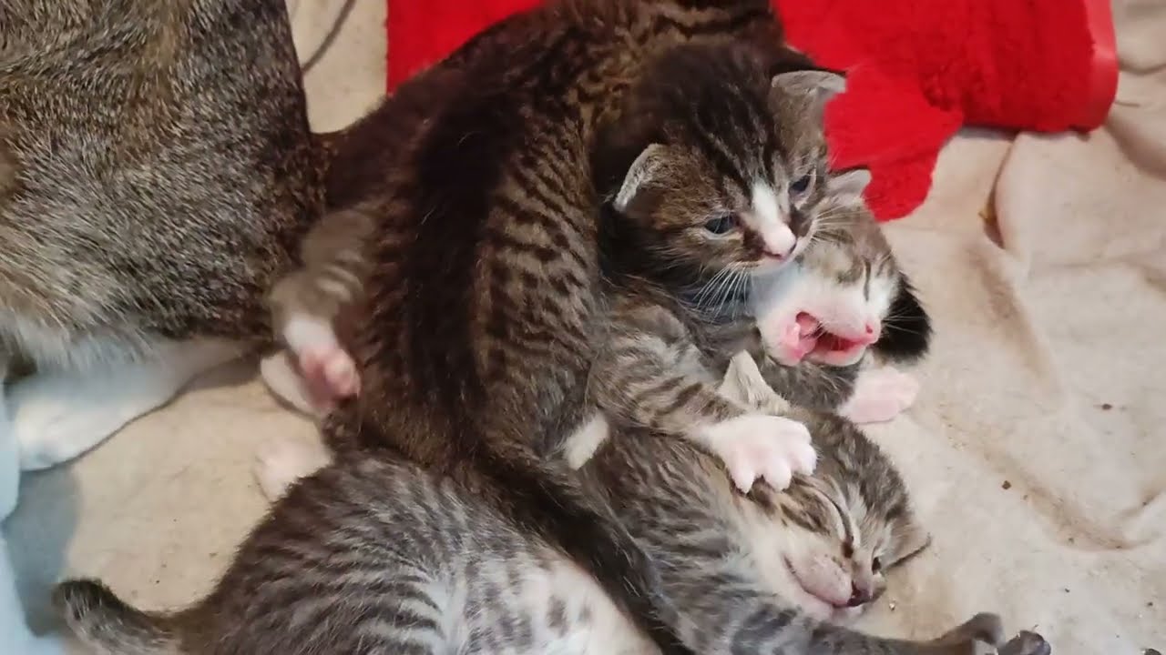 Playtime with Mama Rowan