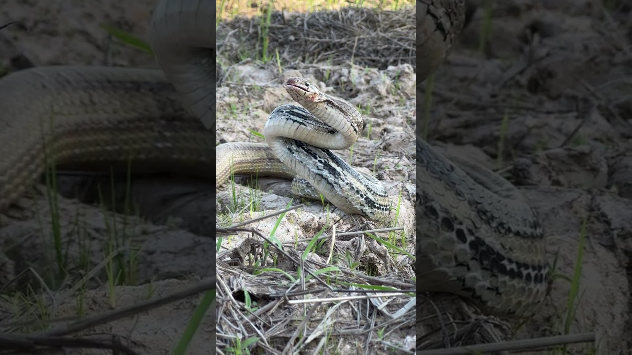 Snake TV #snaketv #vlog #snake snakevlog #sankeshort ep6