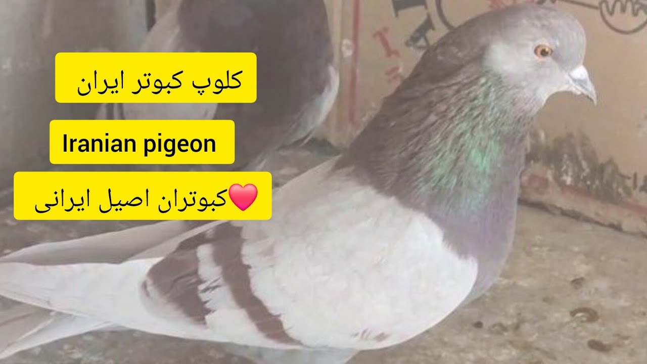 ❤️کبوتر بلند پرواز اصیل قدیم تهران iranian high flyers pigeon