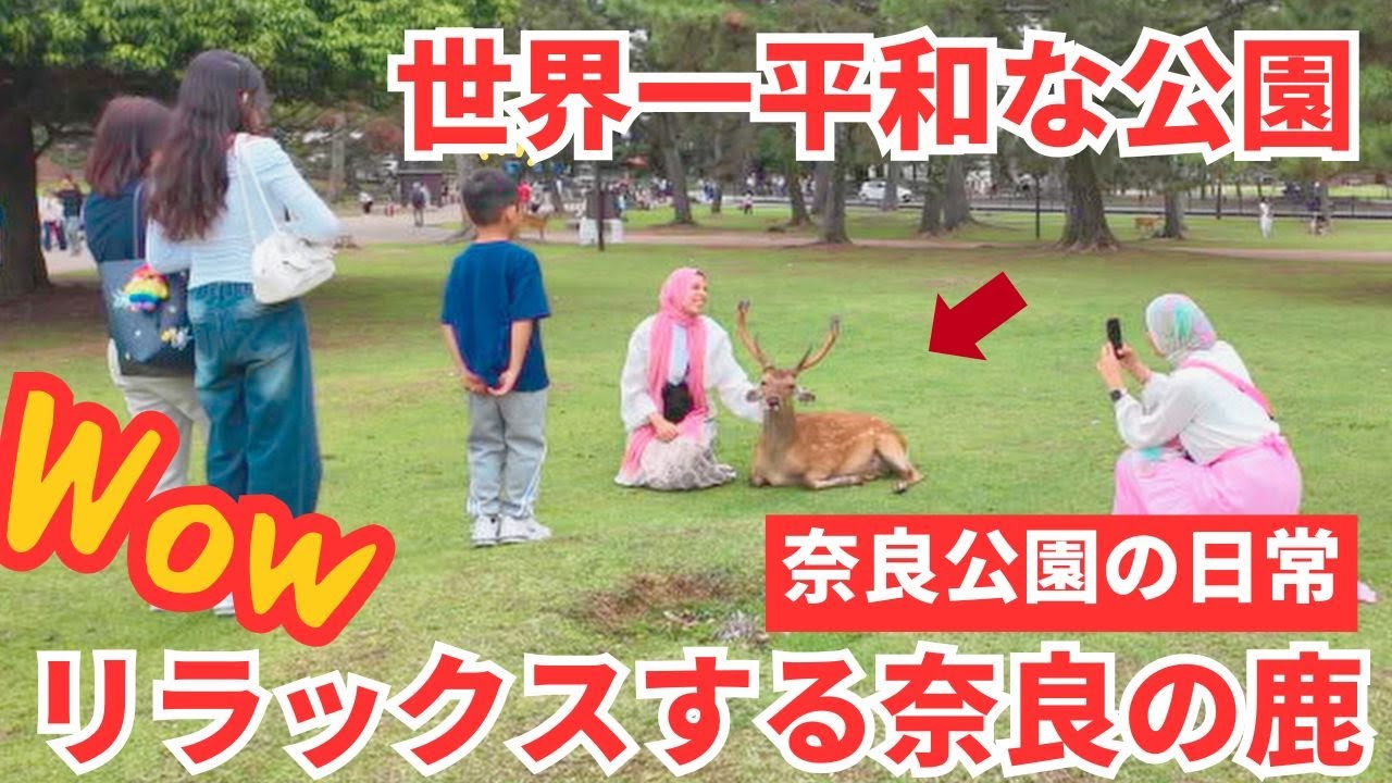 外国人観光客もびっくり【世界一平和な公園】nara deer park,nara japan-2025