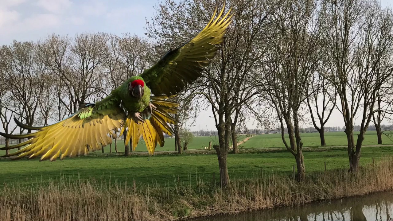 Free Flight Military Macaw, A compilation of our macaw Hailey, to show the beauty of this lifestyle.