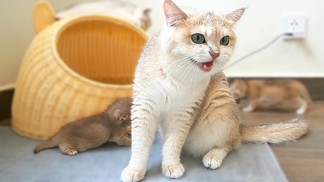 Mom cat Xaxa meowed anxiously and called mom cat Chan to come to kitten Miracle