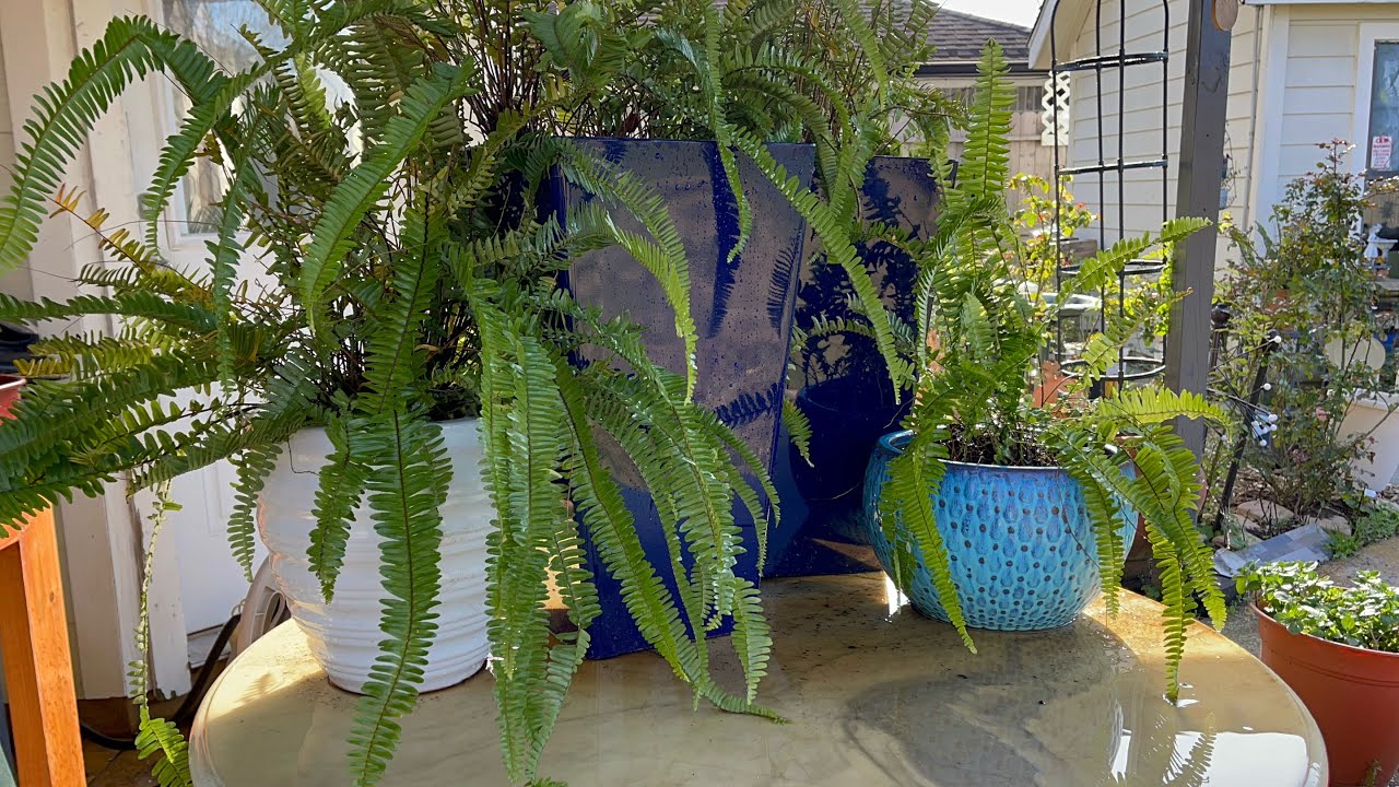 Dividing a  Kimberly Queen Fern Plant