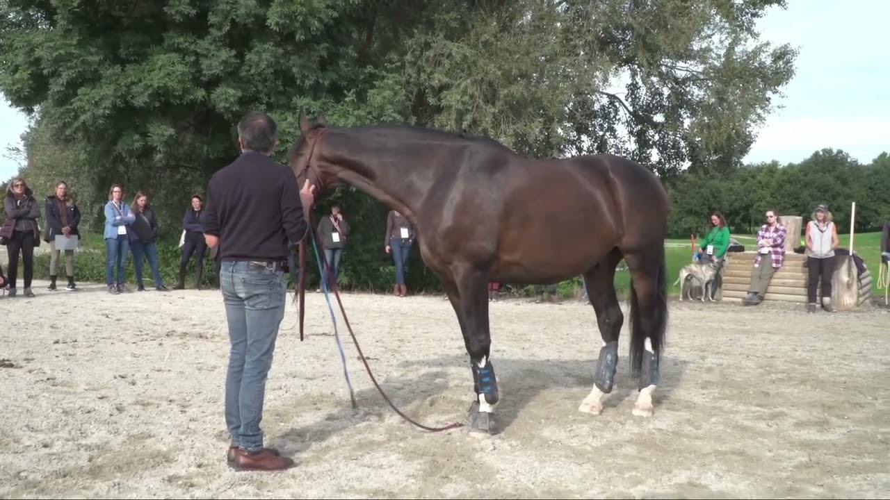 Les bases du travail en main - L’entrainement du cheval aux obstacles naturels