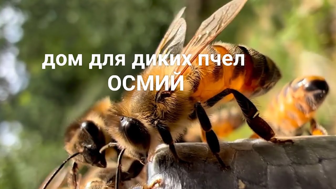 как привлечь полезных пчел осмий? подробно в описании